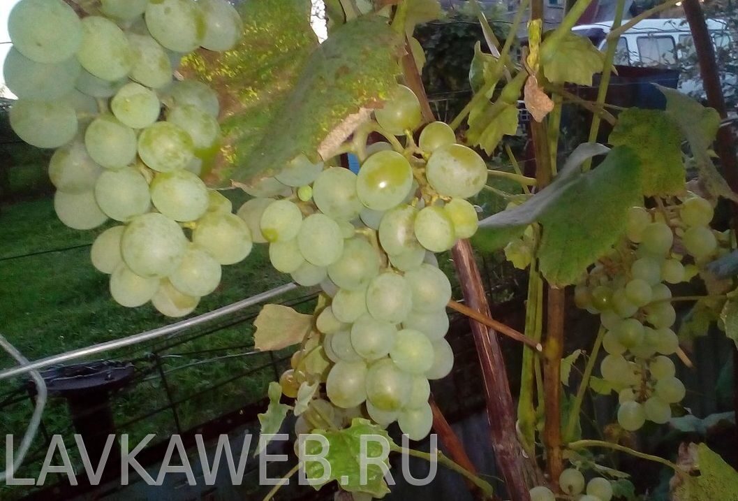 Сорт винограда розовый муската Сорт винограда розовый муската